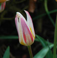 Tulipa 'Ice Stick'