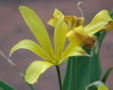 Tulipa iliensis