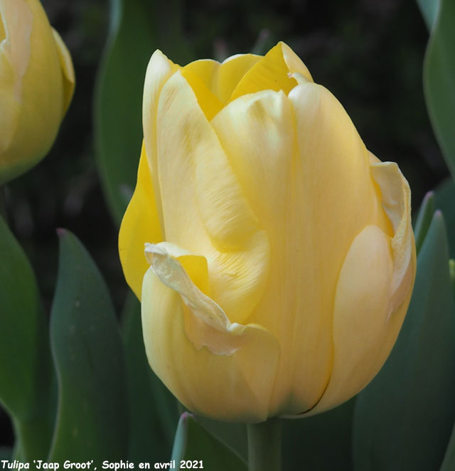 Tulipa 'Jaap Groot'