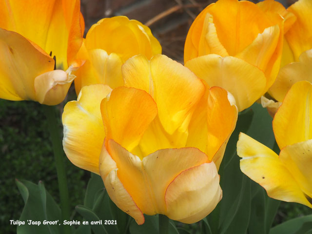 Tulipa 'Jaap Groot'