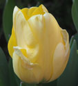 Tulipa 'Jaap Groot'