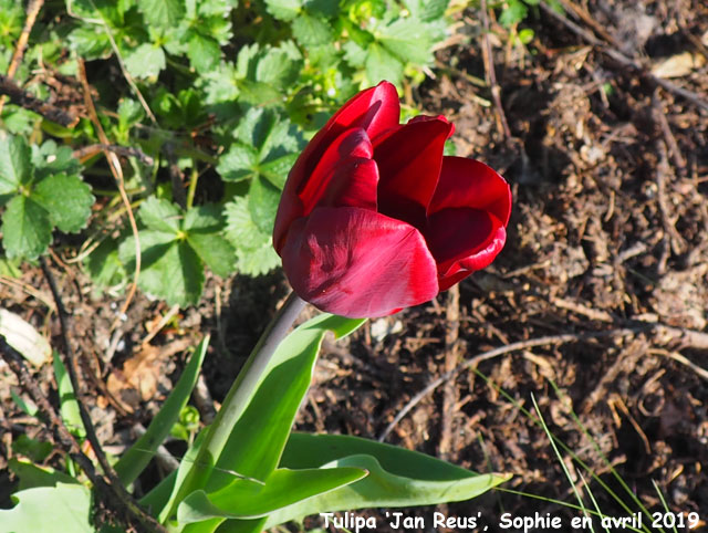 Tulipa 'Jan reus'