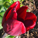 Tulipa 'Jan Reus'