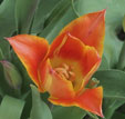 Tulipa 'Je t'aime'