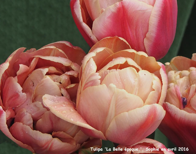 Tulipa 'La Belle Epoque'