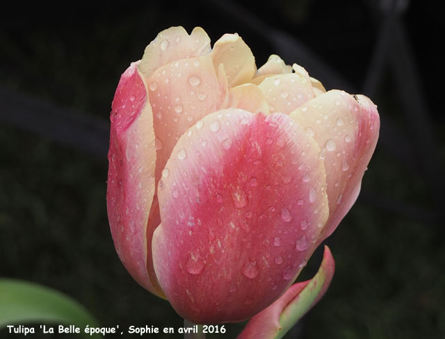 Tulipa 'La Belle Epoque'