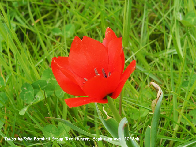 Tulipa linifolia Batalinii Group 'Red Hunter'