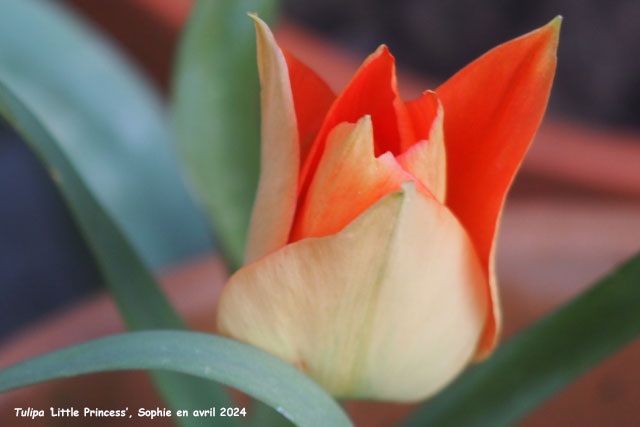 Tulipa 'Little Princess'