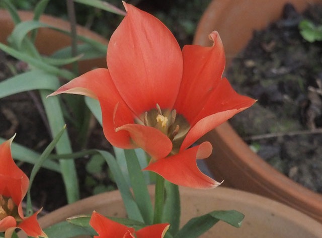 Tulipa 'Little Princess'