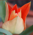 Tulipa 'Little Princess'