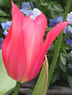 Tulipa 'Mariette'