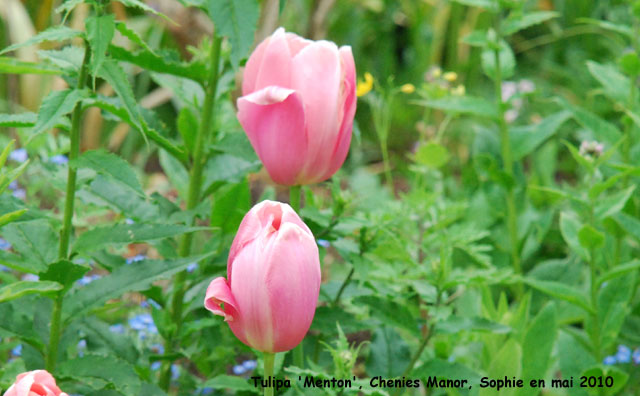 Tulipa 'Menton'