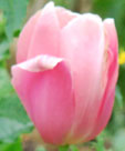 Tulipa 'Menton'