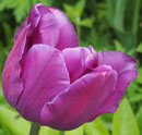 Tulipa 'Negrita'
