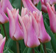 Tulipa 'Negrita'