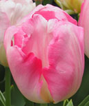 Tulipa 'New Design'