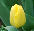 Tulipa 'Novi Sun'