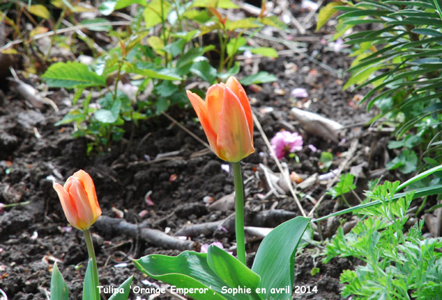 Tulipa 'Orange Emperor'