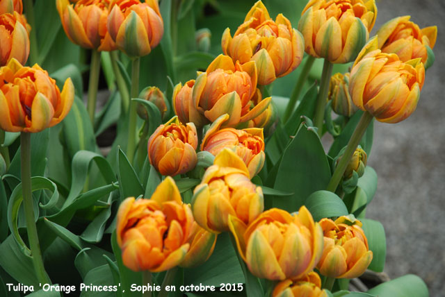 Tulipa 'Orange Princess'