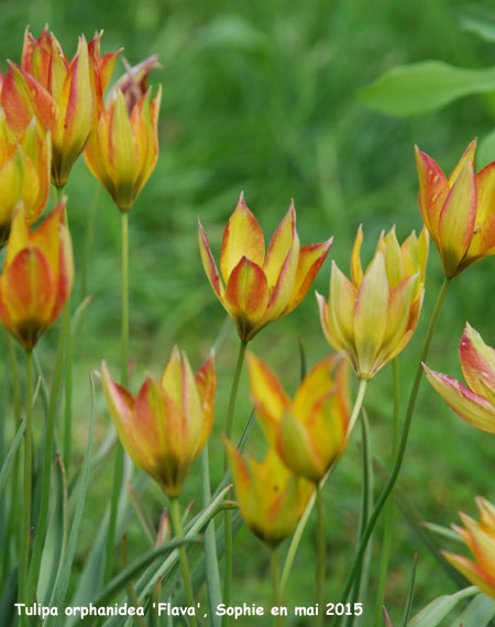 Tulipa orphanidea 'Flava'