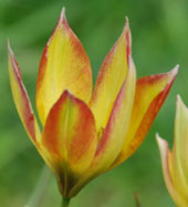 Tulipa orphanidea 'Flava'