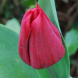 Tulipa 'Pallada'