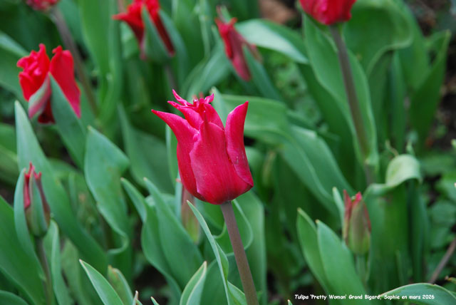 Tulipa 'Pretty Woman'