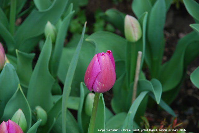 Tulipa 'Queen of the Night'