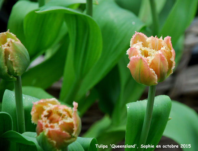 Tulipa 'Queensland'