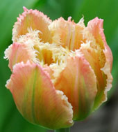 Tulipa 'Queensland'
