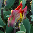 Tulipa 'Rasta Parrot'