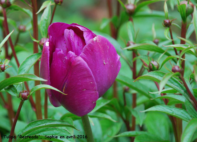 Tulipa 'Recreado'