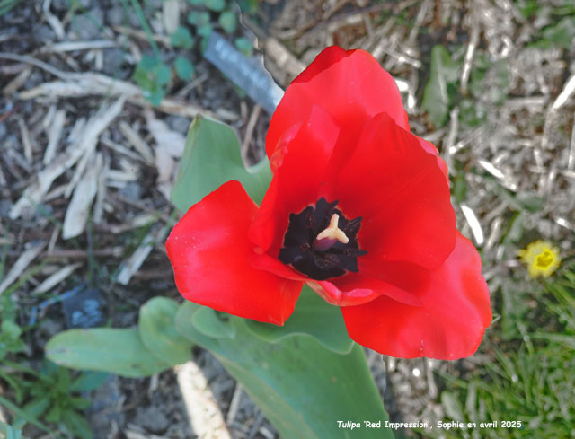 Tulipa 'Red Impression'