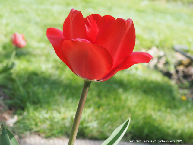 Tulipa 'Red Impression'