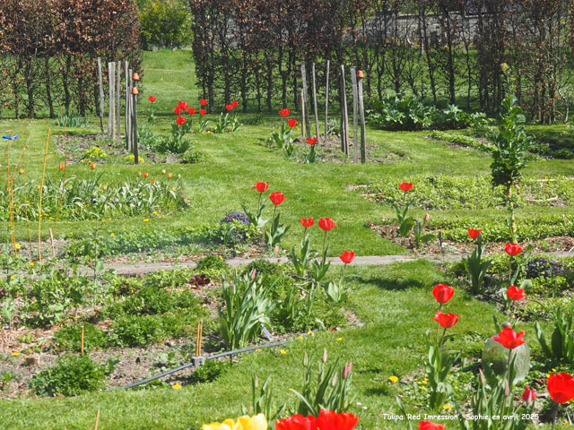 Tulipa 'Red Impression'