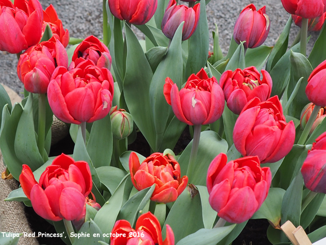 Tulipa 'Red Princess'