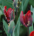 Tulipa 'Rococo'