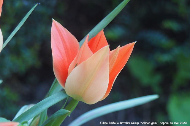 Tulipa 'Salmon Gem'