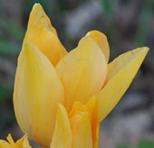 Tulipa 'Shogun'