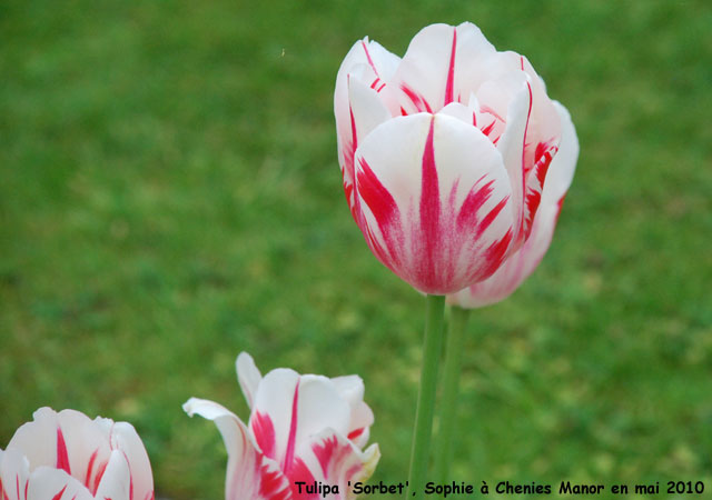 Tulipa 'Sorbet'