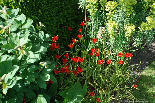 Tulipa sprengeri