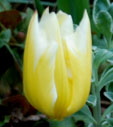 Tulipa 'Sweetheart'