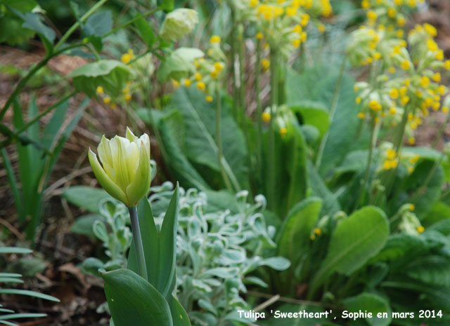 Tulipa 'Sweetheart'