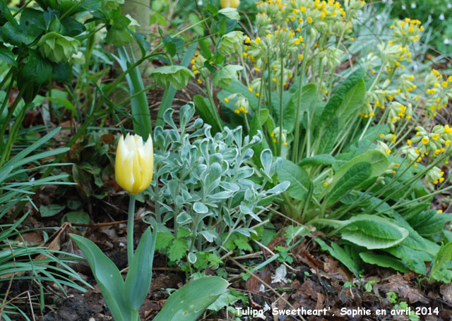 Tulipa 'Sweetheart'