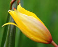 Tulipa sylvestris