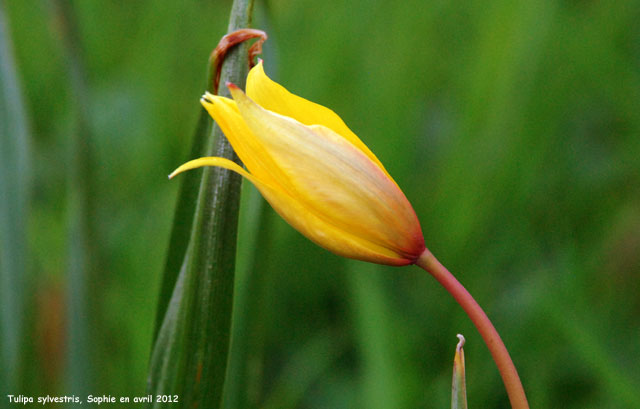 Tulipa sylvestris