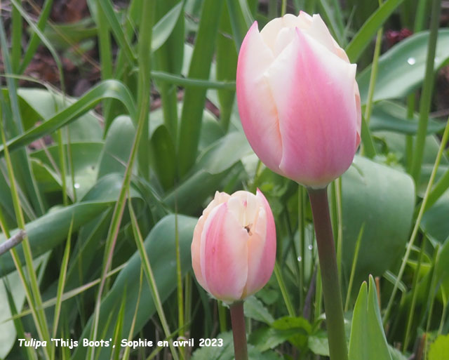 Tulipa 'Thijs Boots'