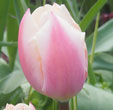 Tulipa 'Thijs Boots'