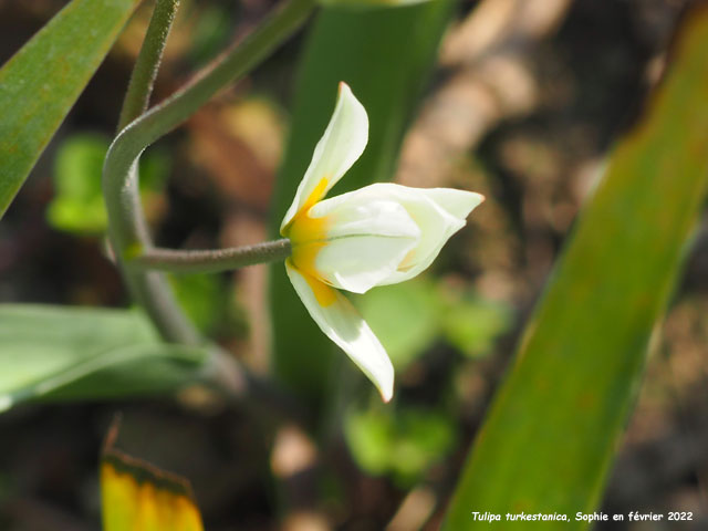 Tulipa turkestanica