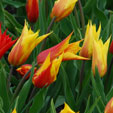 Tulipa 'Vendee Globe'